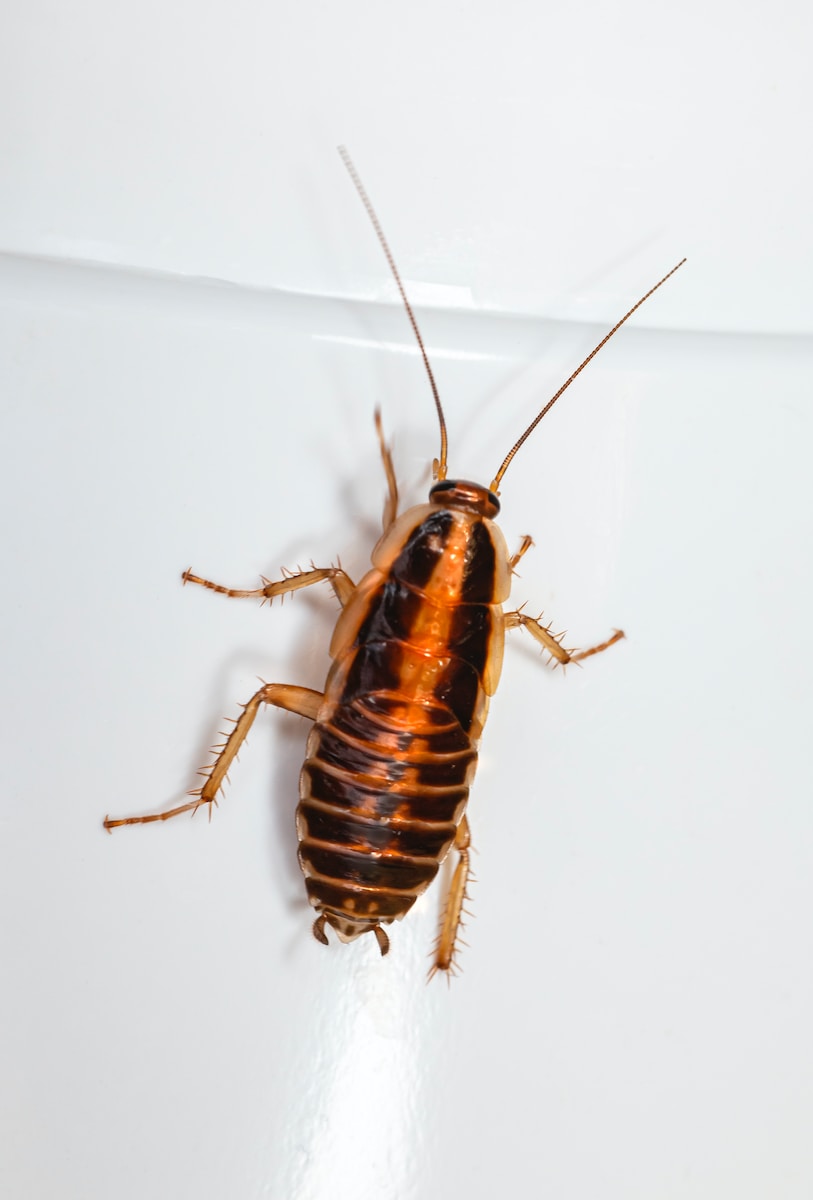 cucaracha en Ciudad de Mexico
