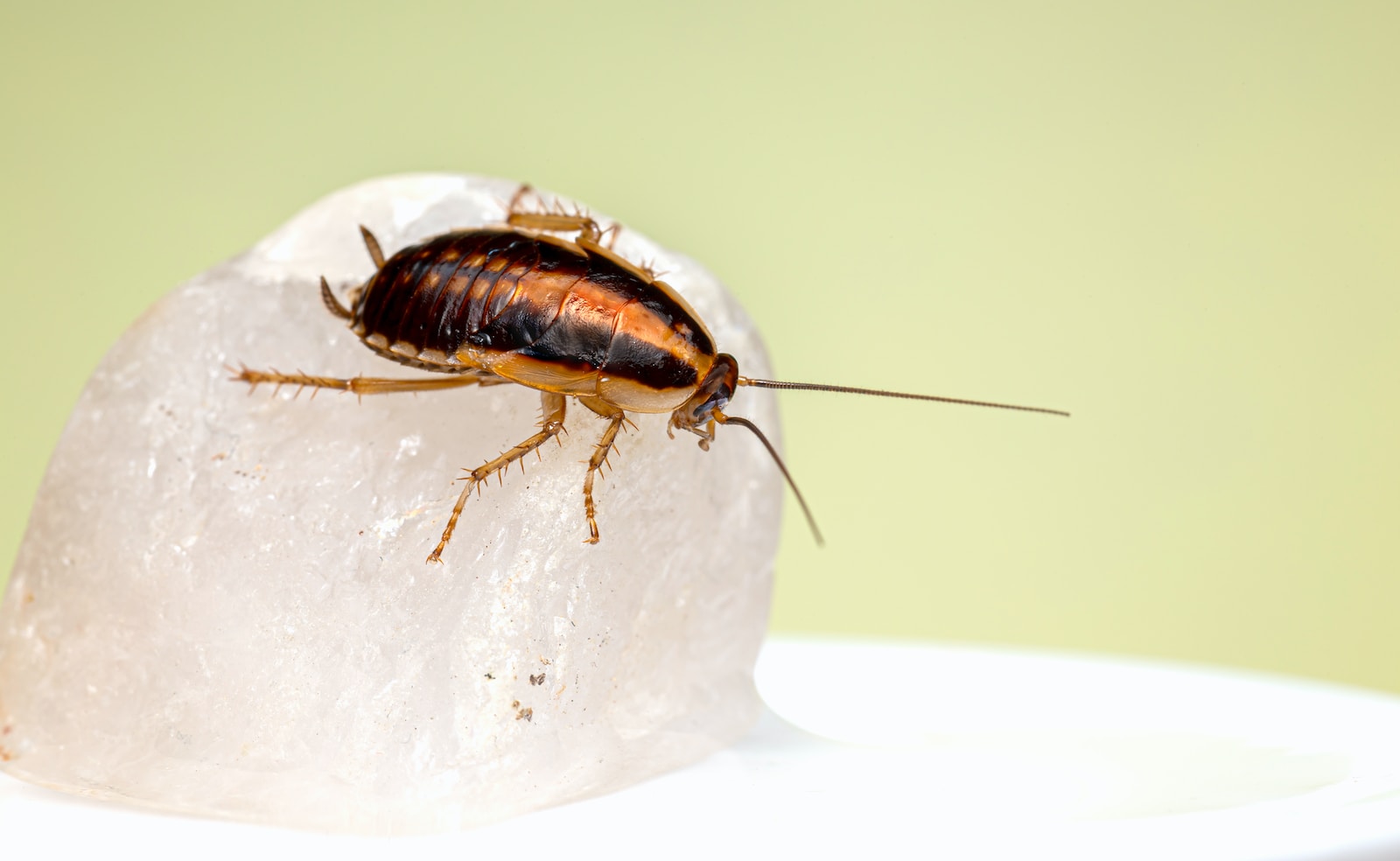 cucaracha sobre hielo seco color blanco